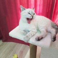 British Shorthair, Kedi  Kar topu fotoğrafı