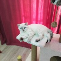 British Shorthair, Kedi  Kar topu fotoğrafı