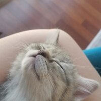 Scottish Fold, Kedi  Lina fotoğrafı