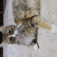 Tekir Kedi, Kedi  Müezza fotoğrafı