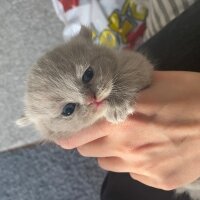 Scottish Fold, Kedi  Bal fotoğrafı