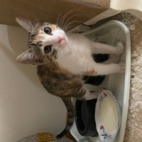 Tekir Kedi, Kedi  Pati fotoğrafı