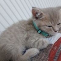 British Shorthair, Kedi  Mia British Golden fotoğrafı