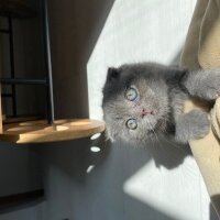 Scottish Fold, Kedi  Oscar fotoğrafı