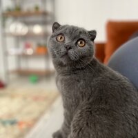 Scottish Fold, Kedi  Oscar fotoğrafı