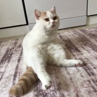 Scottish Fold, Kedi  Haşmet fotoğrafı