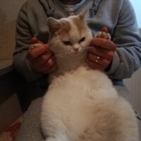 Scottish Fold, Kedi  Haşmet fotoğrafı