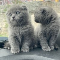 Scottish Fold, Kedi  Koymadım fotoğrafı