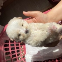 Maltese, Köpek  Ponçik fotoğrafı