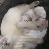 British Shorthair, Kedi  Mia fotoğrafı