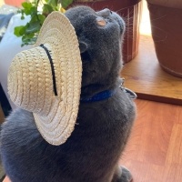 Scottish Fold, Kedi  Molly fotoğrafı