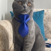 Scottish Fold, Kedi  Molly fotoğrafı