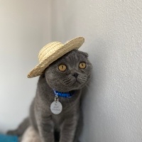 Scottish Fold, Kedi  Molly fotoğrafı
