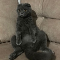 Scottish Fold, Kedi  Molly fotoğrafı