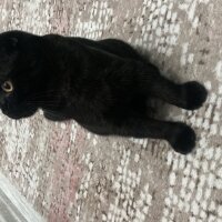 Scottish Fold, Kedi  Kara fotoğrafı