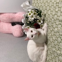 Ankara Kedisi, Kedi  Minnoş fotoğrafı