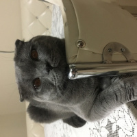 Scottish Fold, Kedi  tosunbehlül fotoğrafı