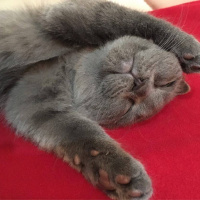 Scottish Fold, Kedi  tosunbehlül fotoğrafı