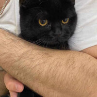 British Shorthair, Kedi  Pablo escobar fotoğrafı