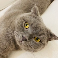 Scottish Fold, Kedi  Tokyo fotoğrafı