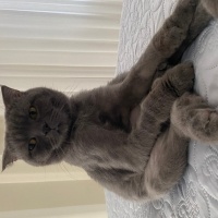 Scottish Fold, Kedi  Tokyo fotoğrafı