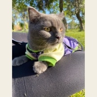 Scottish Fold, Kedi  Tokyo fotoğrafı