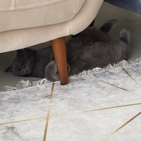Scottish Fold, Kedi  Tokyo fotoğrafı