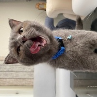 Scottish Fold, Kedi  Tokyo fotoğrafı