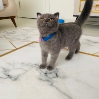 Scottish Fold, Kedi  Tokyo fotoğrafı