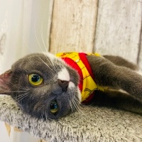 Mavi Rus, Kedi  Şivas fotoğrafı