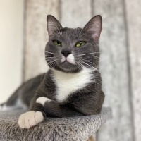 Mavi Rus, Kedi  Şivas fotoğrafı