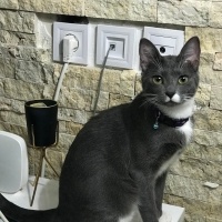 Mavi Rus, Kedi  Şivas fotoğrafı