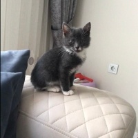 Mavi Rus, Kedi  Şivas fotoğrafı