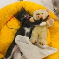 Mavi Rus, Kedi  Şivas fotoğrafı