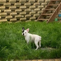 Fransız Bulldog, Köpek  Benji fotoğrafı