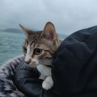 Bengal, Kedi  Lucy fotoğrafı