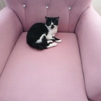Tekir Kedi, Kedi  Zeytin fotoğrafı