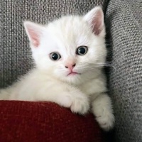 British Shorthair, Kedi  Kedi fotoğrafı