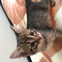 Tekir Kedi, Kedi  Miya fotoğrafı
