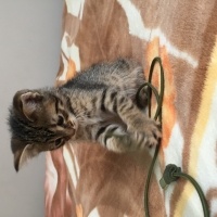 Tekir Kedi, Kedi  Miya fotoğrafı