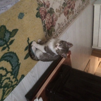 Abyssinian, Kedi  Ponçik fotoğrafı