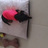 Minyatür Pinscher, Köpek  Şila fotoğrafı