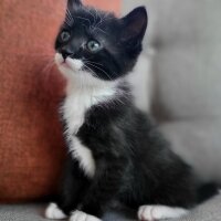 Tuxedo (Smokin) Kedi, Kedi  Smokey fotoğrafı