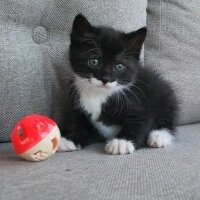 Tuxedo (Smokin) Kedi, Kedi  Smokey fotoğrafı