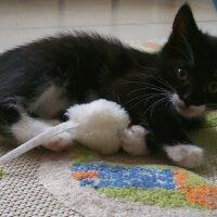 Tuxedo (Smokin) Kedi, Kedi  Smokey fotoğrafı