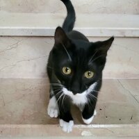 Tuxedo (Smokin) Kedi, Kedi  Smokey fotoğrafı