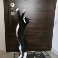 Tuxedo (Smokin) Kedi, Kedi  Smokey fotoğrafı