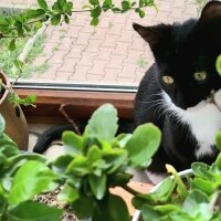 Tuxedo (Smokin) Kedi, Kedi  Smokey fotoğrafı