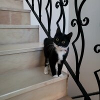 Tuxedo (Smokin) Kedi, Kedi  Smokey fotoğrafı