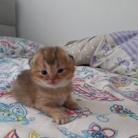 British Shorthair, Kedi  Yok fotoğrafı